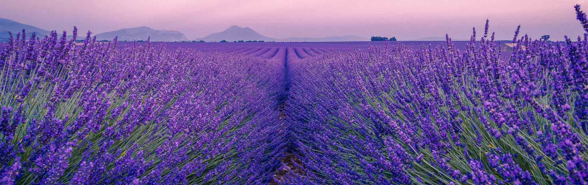 Valensole